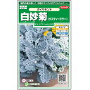 サカタのタネ 白妙菊(ダスティーミラー)・ダイヤモンド 【郵送対応】