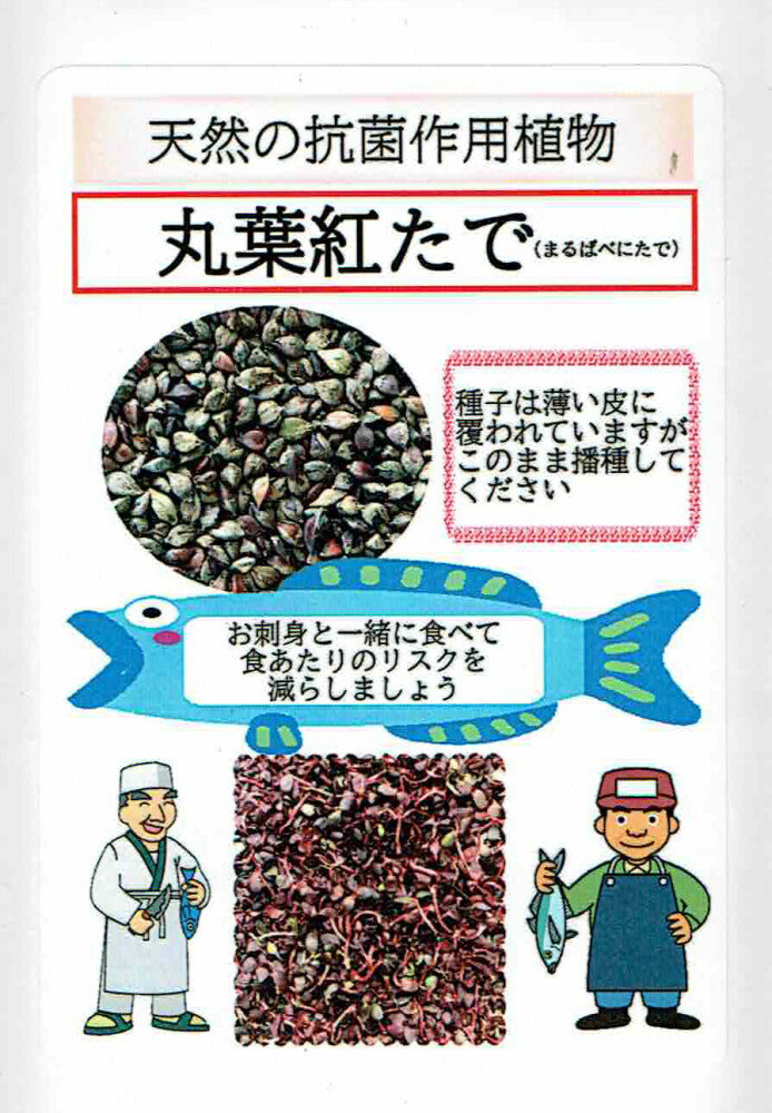 福井シード　丸葉紅たで（タデ・蓼）[内容量：約20ml]