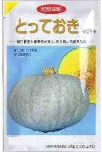 渡辺採種場　カボチャ とっておき 約8粒 【郵送対応】