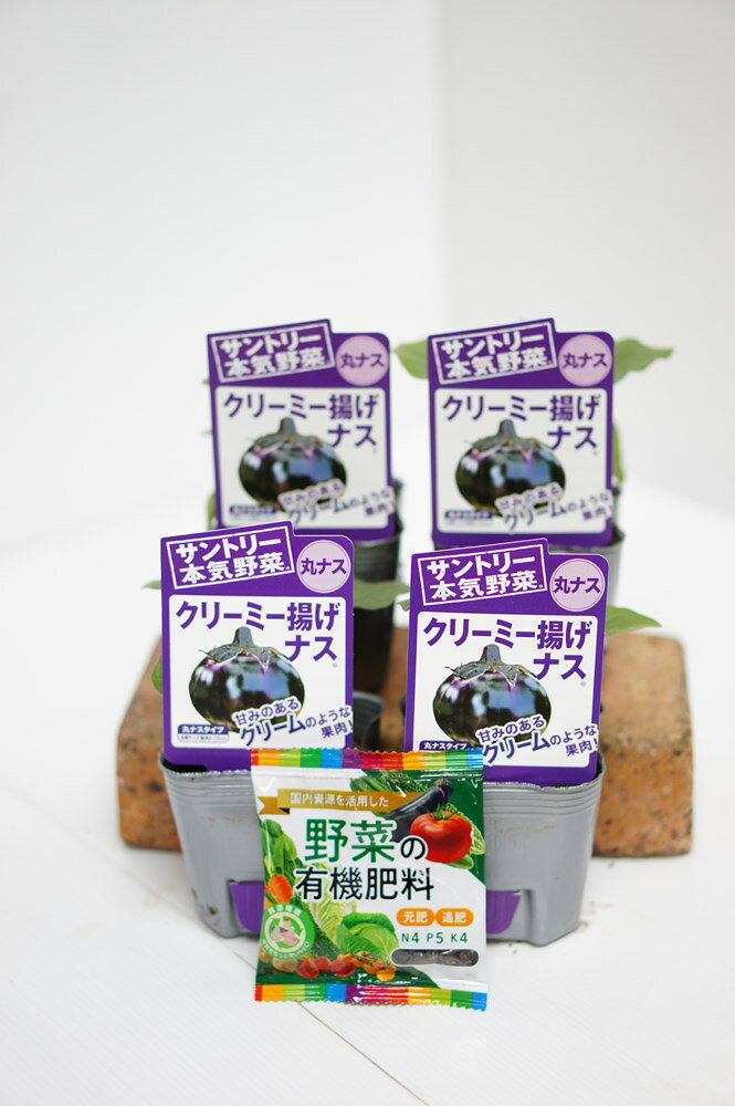 サントリー本気野菜　ナスの苗 「クリーミー揚げナス 4本セット(肥料付)」9cmポット【4月中旬〜5月上旬発送分予約】のサムネイル