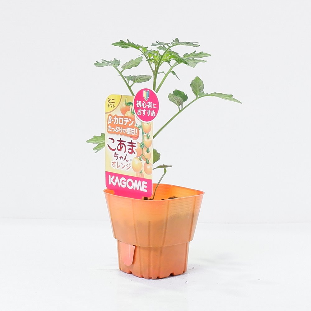 カゴメのミニトマト苗「こあまちゃんオレンジ 4本セット(肥料付)」9cmポット【4月中旬〜5月上旬発送分予約】のサムネイル