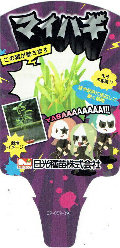 「マイハギの苗」（まいはぎ・舞萩）　12cmポット