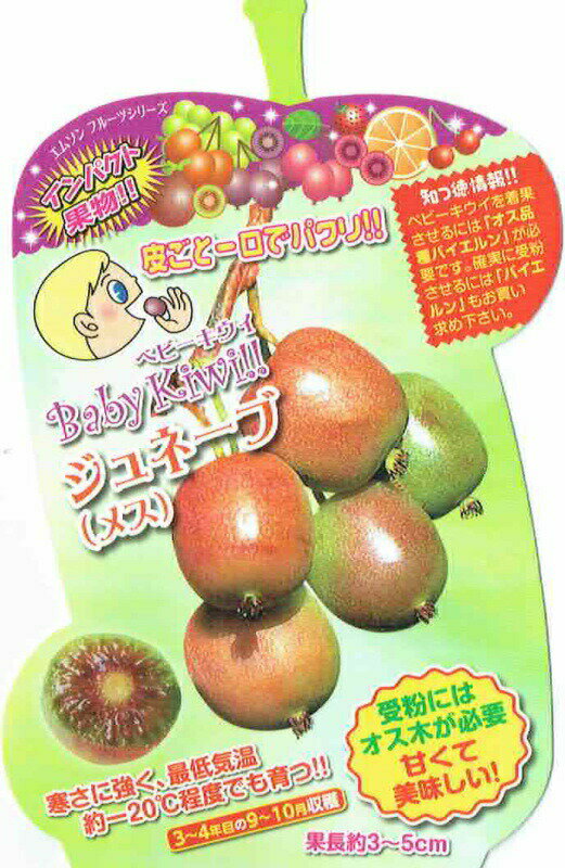 乐天商城 - ベビーキウイ「ジュネーブ（メス） 4本セット(肥料付)」9cmポット苗