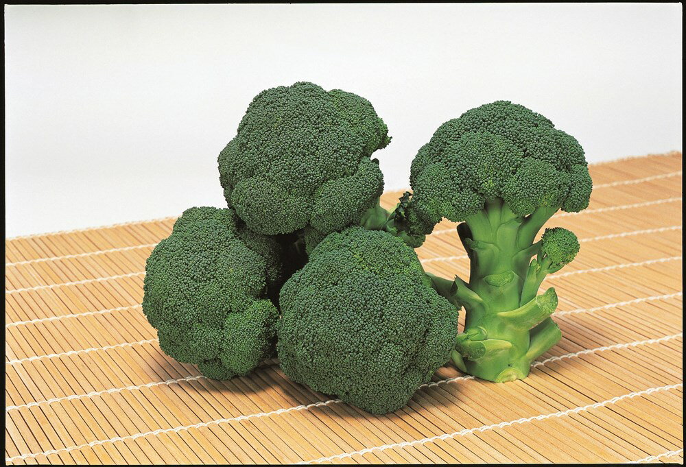 ブロッコリーの苗　「遅植え・早どりブロッコリー」9cmポット【販売期間：秋期9月下旬〜10月下旬】