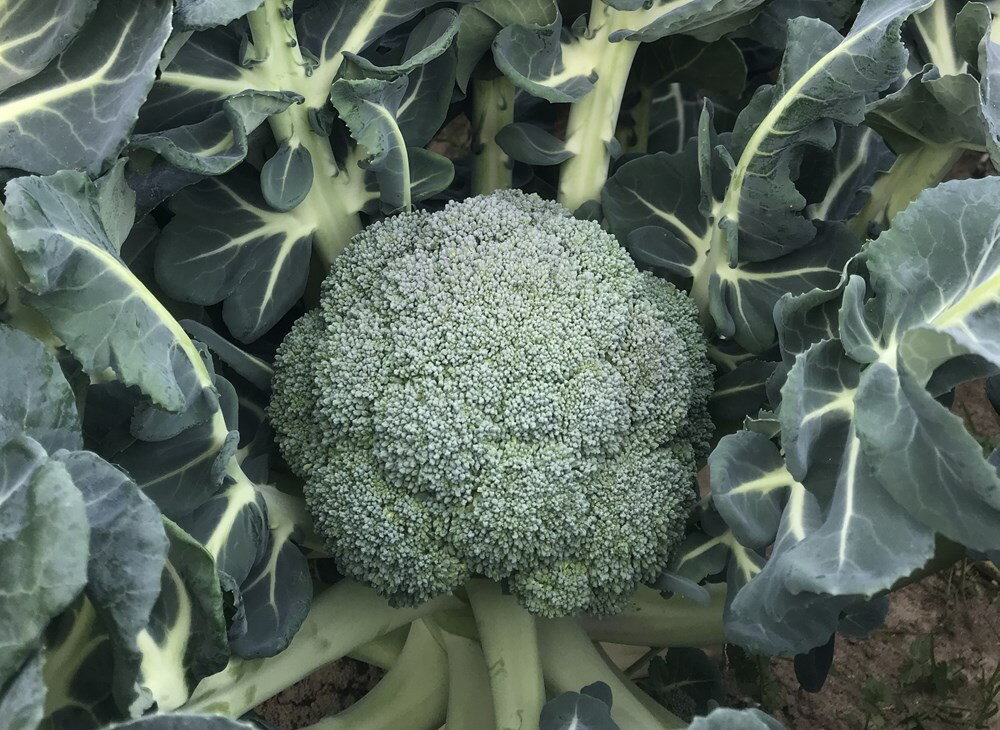 ブロッコリーの苗　「春彼岸どり・ブロッコリー 4本セット(肥料付)」9cmポット【販売期間：秋期9月下旬..