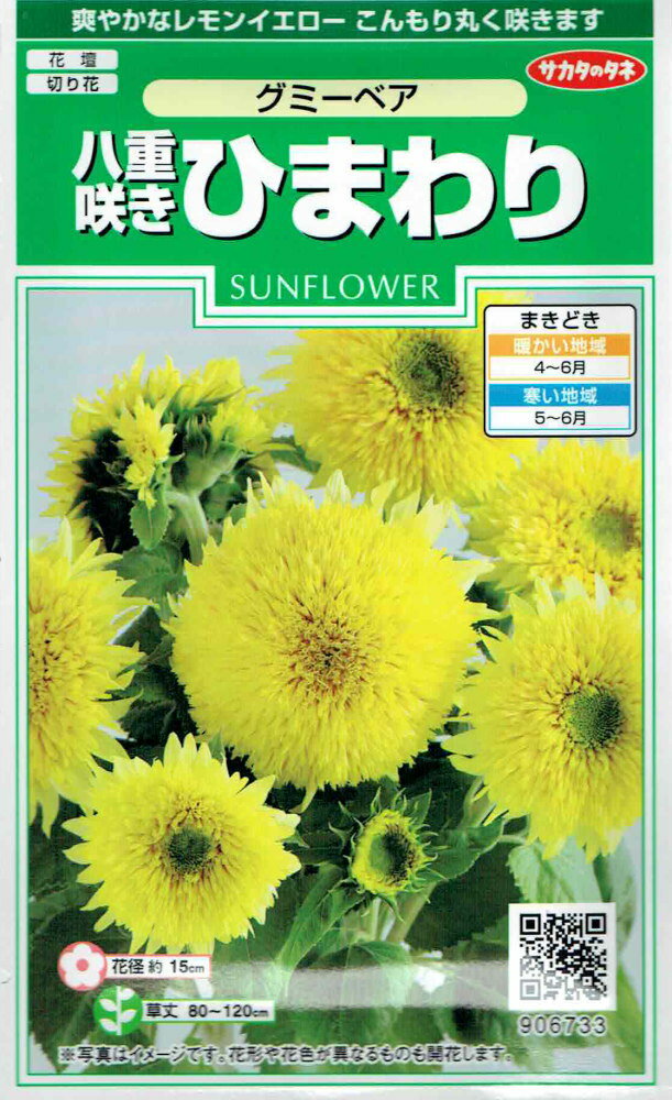 Other - サカタのタネ 八重咲きヒマワリ グミーベアのタネ[内容量：約20粒]