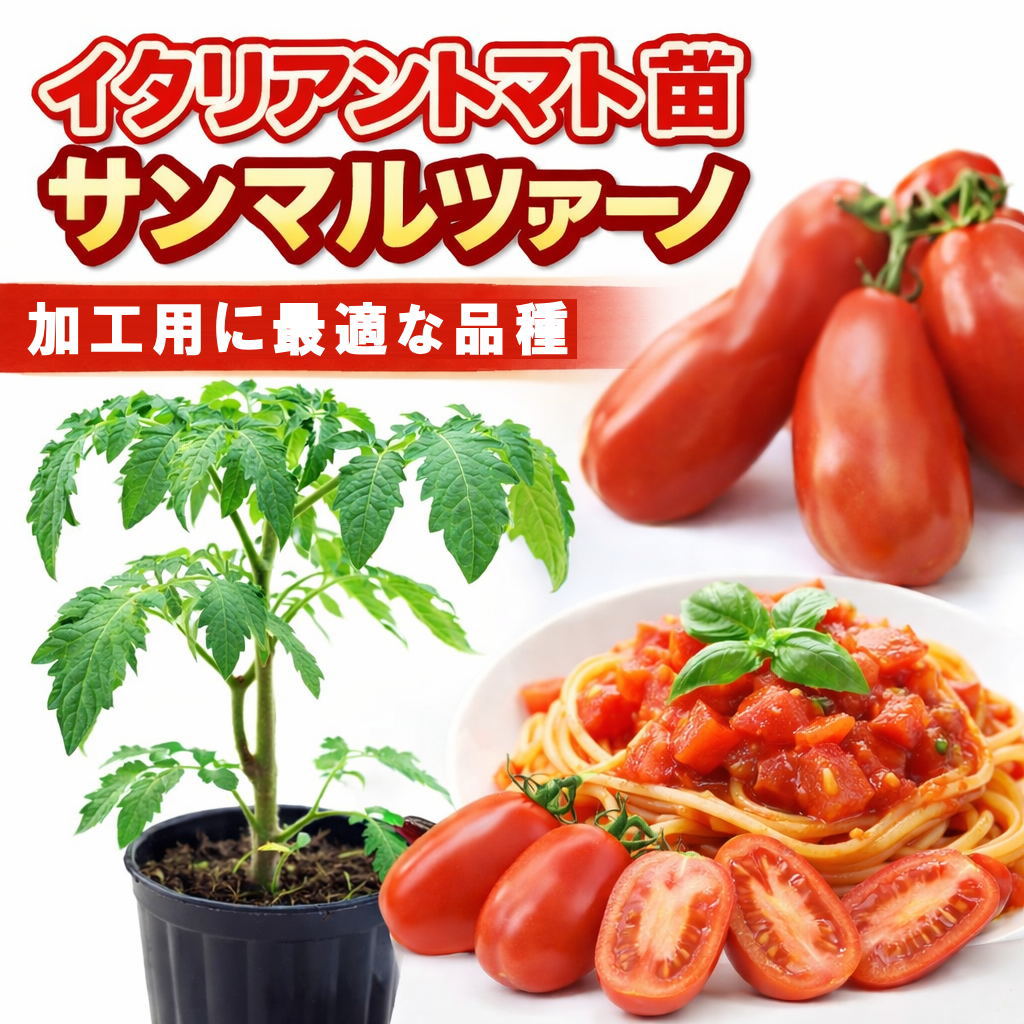 イタリアントマト　「サンマルツァーノ」9cmポット苗【4月中旬〜5月上旬発送分予約】