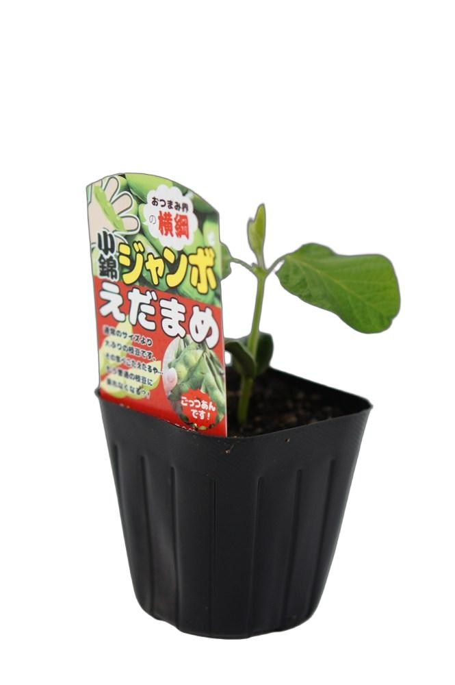 エダマメ「小錦ジャンボ枝豆」9cmポット苗【4月中旬〜5月上旬発送分予約】
