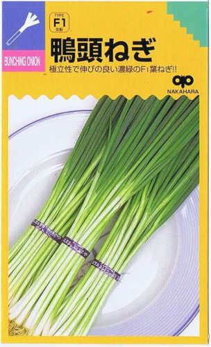 極立性で伸びの良い濃緑のF1葉ねぎ！ 中原採種場　鴨頭ねぎ 特性 &nbsp;・極立性で風による葉折れや倒伏がほとんどなく、密植栽培に適し作業性のよい系統に品種改良したもので、小葱用品種のうちの一本系で分けつはしない。&nbsp;・葉色は小葱品種の中では、濃く葉鞘部は柔軟で、歯切れがよく、特に食味、香りともに良い。&nbsp;・他品種に比べ根がかなり強いので近年水耕栽培にも多く利用されている。&nbsp;・葉は細長い多収型で葉数が多く、高・低温期の伸長性も旺盛、小葱用として周年栽培に利用できる。 栽培 &nbsp;・均一な播種と充分な灌水で発芽を揃えること。&nbsp;・乾燥は生育の遅れのみならず、品質の低下につながるため、生育期の灌水に留意する。&nbsp;・寒さには強いが、低温期の栽培ではハウスやトンネルなどを用いて保温に努めること。 ねぎ、ネギ、葱[sas]