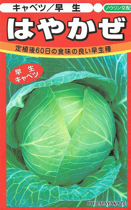　定植後60日の食味の良い早生種 ノウリン交配　キャベツ　はやかぜ 　■特性 イオウ病抵抗性で黒腐病にも強く、初夏、初秋収穫栽培でも栽培しやすい。定植後60〜65日程度で収穫できる早生種。 低温生育性もあり、生育日数が早いので遅まき早穫りも可能。 球色は照りのある緑色で、形状は厚みのある扁円球。 他の早生系品種に比べて肉質がより寒玉らしく、また在圃性もあるので青果及び加工業務のどちらにも対応しやすい。 草勢はややおとなしいが玉伸びも良く、当社「藍宝、輝吉」よりも7〜10日早く出荷が可能。 平坦地・暖地の6月下旬〜8月上旬播きに適する。 寒・高冷地（標高1000m以上）の早播きは甲高傾向になりますので、5〜6月播種をお勧めします。 こちらの商品はご注文確認後にお取り寄せになる場合があります。 お取り寄せの場合、商品の発送に1週間程度のお時間をいただきます。