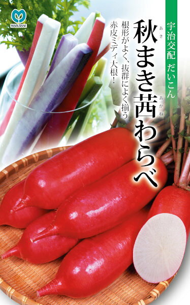 根形がよく、抜群によく揃う赤皮ミディ大根！ 丸種　だいこん　秋まき茜わらべ 特性 &nbsp;・播種後50日程度で根長20〜25cm、根径6〜7cm、根重500g程度になる赤皮ミディ大根。葉は切れ込みのある濃緑葉で、葉軸は紅色です。草姿はやや立性ですので密植栽培ができます。&nbsp;・根部は特に尻づまりのよい円筒型になり、外皮は鮮やかな紅色で色ムラが少なく、肉の中部は純白です。&nbsp;・肉質ち密で歯切れよく、みずみずしいのでサラダ等の生食に加え、おろしや漬物に向きます。 栽培の要点 &nbsp;・施肥量は普通ダイコンの2/3程度に減量し、株間20cm・条間20cm程度の密植栽培とします。晩抽性はありませんので、春まき栽培は「晩抽茜わらべ」をおすすめします。 だいこん、ダイコン、大根[s07][s08][s09]