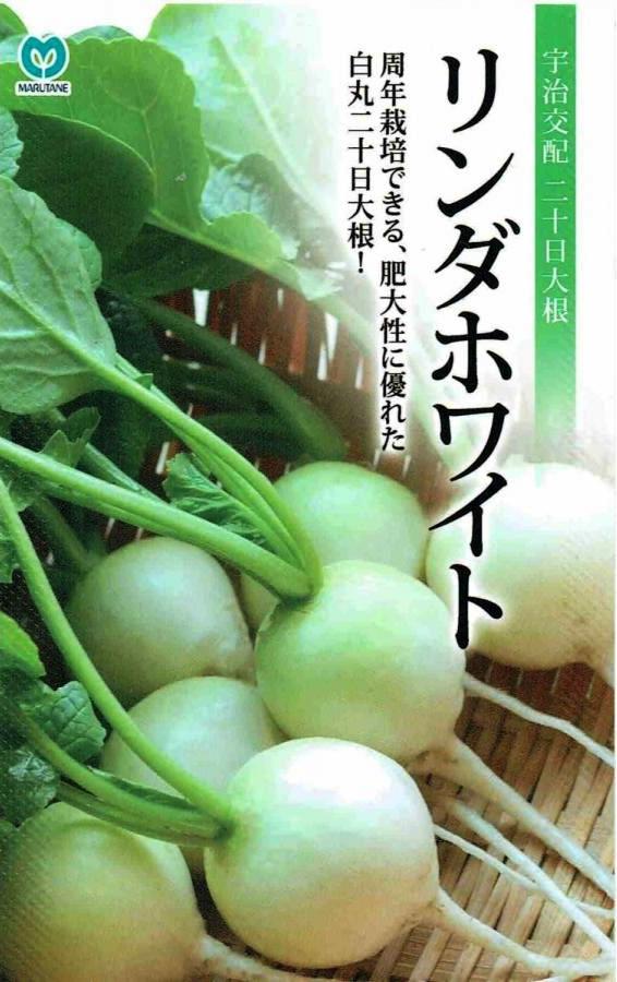 　周年栽培できる、肥大性に優れた白丸20日大根 宇治交配　リンダホワイト 　■特性 葉は濃緑の丸葉で、葉茎は比較的短く、すっきりまとまります。 根部は正円に近い丸型でよく揃い、肥大性に優れます。 根部は特徴的な乳白色で葉の緑色とのコントラストが美しい品種です。 ス入りが遅く、裂根・くず根の少ない品種です。 播種は周年できますが、3〜5月及び9〜11月に最もよく特性を発揮します。 生育日数は春〜夏期で25〜40日、秋〜冬季で40〜60日で収穫できる早生種です。 　■栽培の要点 周年栽培できますが厳寒と酷暑の時期はハウスなどの施設で被覆資材を使って栽培してください。 土質は軽い壌土がよく、肥料は元肥主体で、肥切れ時には液肥を灌水代わりに施します。 水分管理が生育に大きく影響するので、日中は水分不足にならない様に注意します。 こちらの商品はご注文確認後にお取り寄せになる場合があります。 お取り寄せの場合、商品の発送に1週間程度のお時間をいただきます。