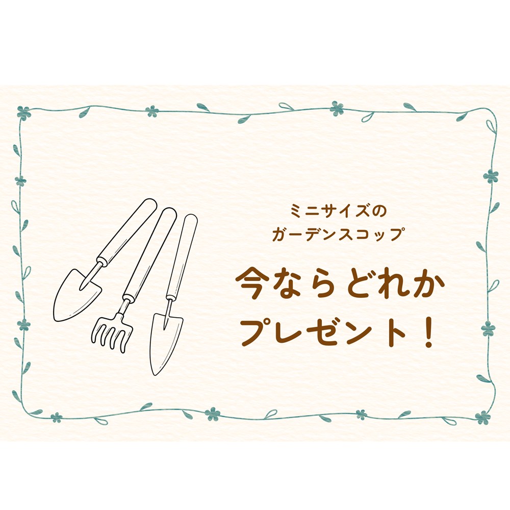 ハーブ栽培セット「ローズマリー」