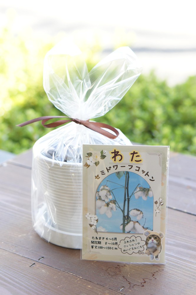 栽培セット「綿・わた（セミドワーフコットン）」