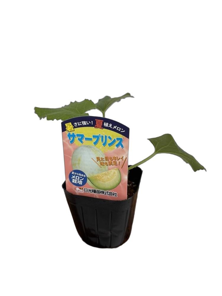 「夏植えメロン　サマープリンス」　9cmポット【6月上旬〜7月上旬発送】