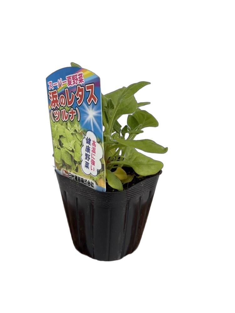 乐天商城 - スーパー夏野菜　「浜のレタス（ツルナ）」　9cmポット【6月下旬〜7月下旬発送】