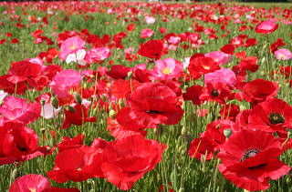 ヒナゲシの花言葉や誕生花 特徴 由来 英名など一挙紹介