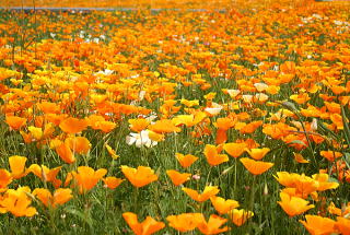 日光種苗　ハナビシソウ（花菱草、はなびしそう、カリフォルニアポピー）のタネ［内容量:10ml］