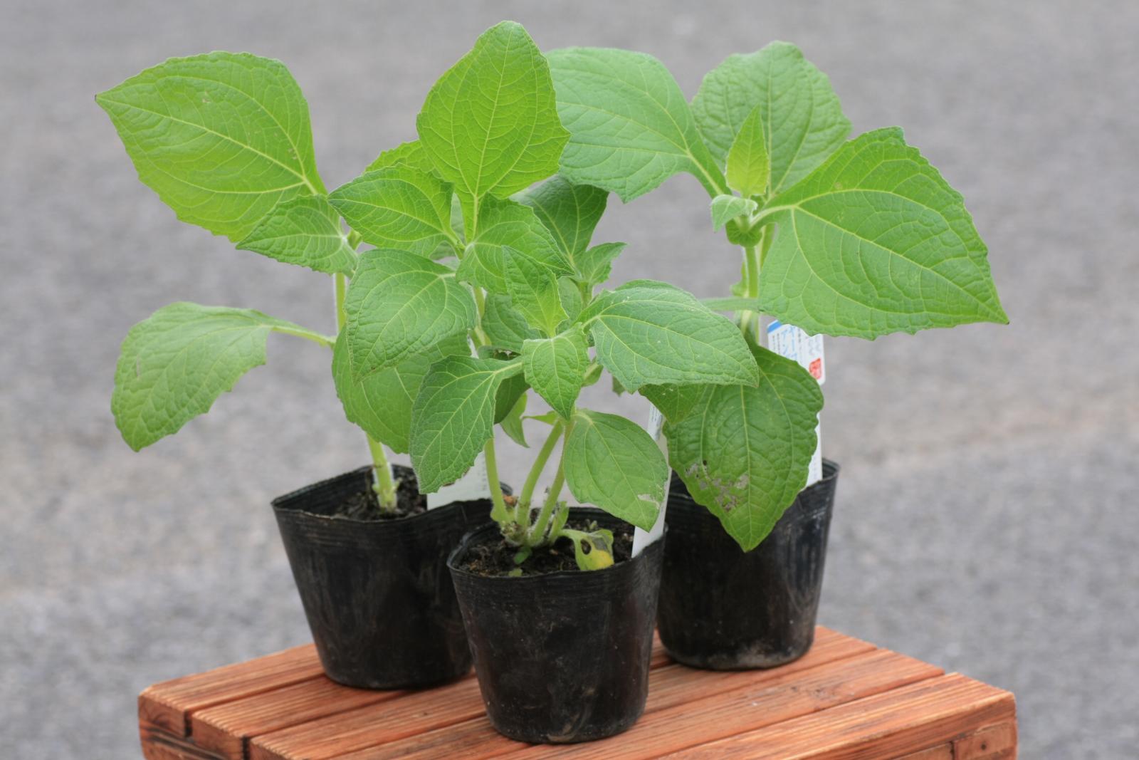 楽天市場 苗 野菜苗 春植え野菜苗 いも類の苗 ヤーコンの苗 日光種苗
