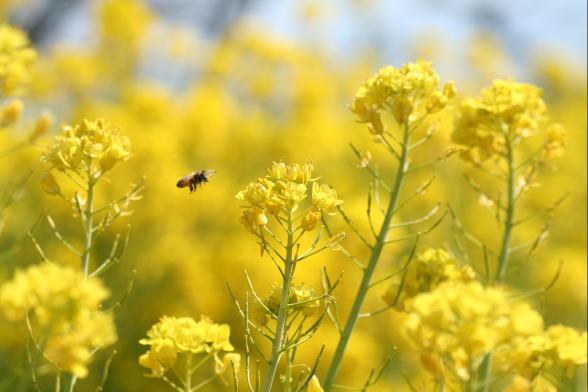 菜の花の花言葉を知ってる 贈り物におすすめな由来や意味をご紹介 暮らし の