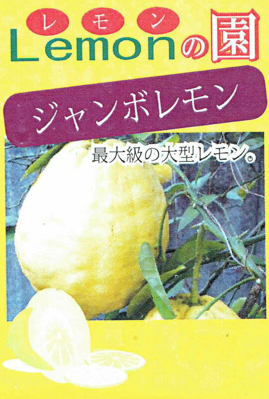 「ジャンボレモン」9cmポット苗　【10月中旬発送分予約】