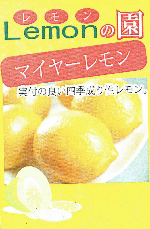「マイヤーレモン」9cmポット苗　【10月中旬発送分予約】