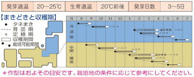 タキイ種苗ミズナ紅法師6ml
