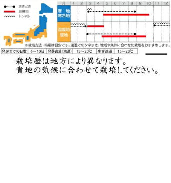 サカタのタネ ほうれんそう アクティブホウレンソウ 30ml【郵送対応】