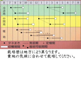タキイ種苗 ロメインレタス ロマリア ペレット種子約100粒 【郵送対応】