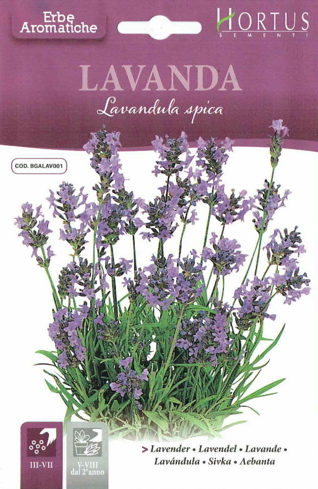 HORTUS社　ラベンダー　Lavandula spica　(内容量：0.5g)　[0165][COD.BGALAV001]