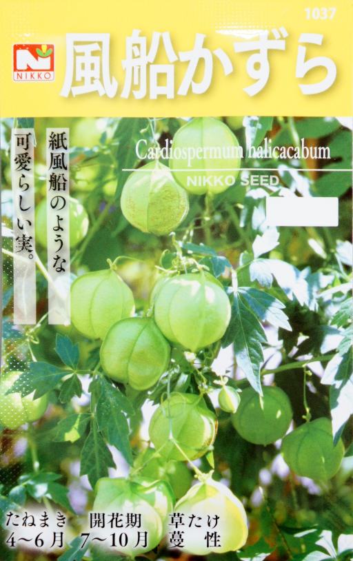 フウセンカズラの育て方 種まきから上手に花を咲かせるコツは Botanica