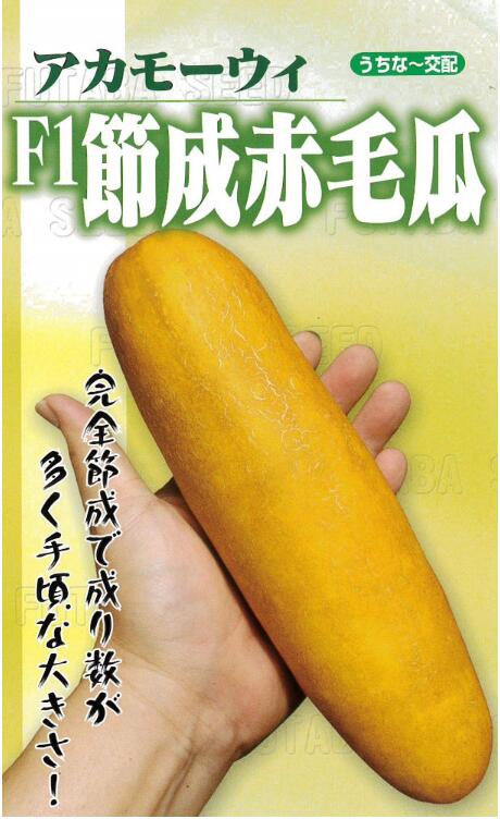 フタバ種苗　F1節成赤毛瓜　約10粒のサムネイル