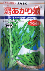 カネコ育成 えだまめ 湯あがり娘 約100粒 【郵送対応】