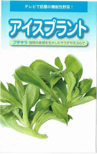 武蔵野種苗　アイスプラント　プチサラ　コート種子　50粒入【春】【秋】 【郵送対応】