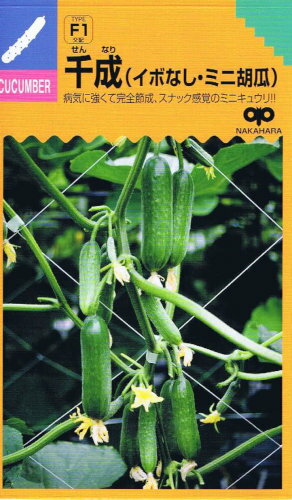 中原採種場 ドカナリ千成（千成キュウリ） 約8粒 【郵送対応】のサムネイル