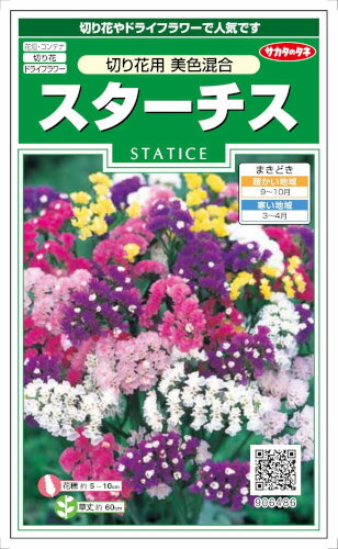サカタのタネ　スターチス　切り花用美色混合　0.3ml【郵送対応】