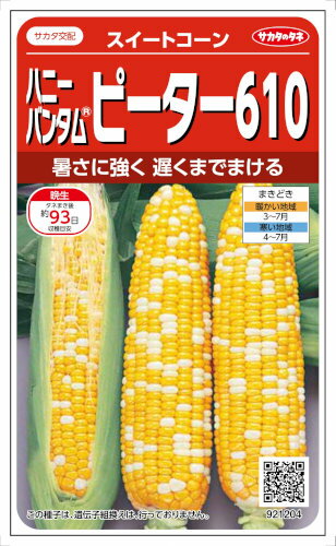 サカタのタネ トウモロコシ ピーター610 約23mL【郵送対応】