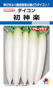 伸びがよく栽培容易な春どりダイコン！タキイ種苗　大根　初神楽 【特性】 &nbsp; ・短根になりにくく、長めの総太り形によくそろう。・トウ立ちが遅いので春作も安心。・肉質は緻密でス入りが遅く、食味良好。 【栽培の要点】 &nbsp; ・1か所に3〜4粒ずつまきます。低温期の栽培ではトウ立ちを回避するため、トンネルやマルチを利用して温度を十分確保します。・本葉3〜4枚までに生育が中位のものを1本残して間引きます。・収穫の遅れはス入りや根割れにつながるため、若どりから適期収穫を心掛けます。 ※栽培暦は地方・気候により異なります。上記月日に頼らず貴地の気候に合わせて栽培してください。 大根・だいこん・ダイコン こちらの商品はご注文確認後にお取り寄せになる場合があります。お取り寄せの場合、商品の発送に1週間程度のお時間をいただきます。予めご了承の上、ご注文ください。