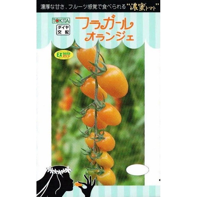 トキタ種苗　ミニトマト　フラガールオランジェ　[内容量：約8粒]