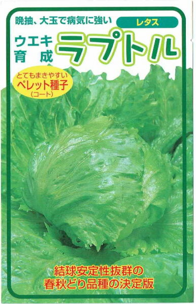 横浜植木 レタス ラプトル コート種子約100粒【郵送対応】