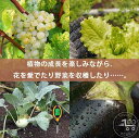 新生活 pH計 ペーハー測定器 使い方 デジタル 多機能 植物育成 初心者 栽培 家庭菜園 園芸 酸度 水分 ph測定器 マルチ 土壌酸度計 4in1
