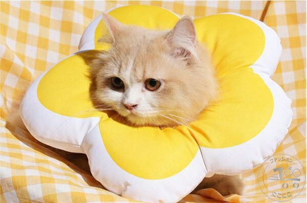 新生活 エリザベスカラー ソフトエリザベスカラー 犬 猫 ペット 軽量 柔らかい やわらか 傷舐め 足舐め 防止 傷口 保護 手術 怪我 ケガ 病気 術後 かわ...