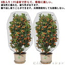 防虫網 通気性 植物保護カバー 80*100cm 農業用 80*80cm 虫よけネット 防虫シート 3個セット 畑 防虫ネット 防虫ネット 花壇適用 虫鳥除け網 虫ネット 野菜作り 菜園 野菜 苗 100*150cm ハウス 園芸用
