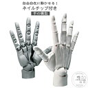 L ハンドモデル 曲げられるスタンド付き 右手 左手 R ネイルチップ付き 1/1 可動式 グレー 曲げられるスタンド付き デッサン用素体美術 フィギュア アニメ ホワイト スキンカラー モデル ハンド 模型 イラスト デッサン