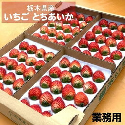 いちご 《 業務用 》 とちあいか L24個(2L20個)×4P×3箱 約4.2kg 栃木県産 イチゴ 国産 苺 生食