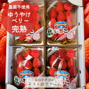 いちご 【モスト絆ファーム】 農薬不使用 ゆうやけベリー 250g×4P 福島県伊達市