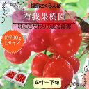 さくらんぼ  佐藤錦 700g L 贈答用 福島県須賀川市 《6/中旬～6/下旬の出荷》