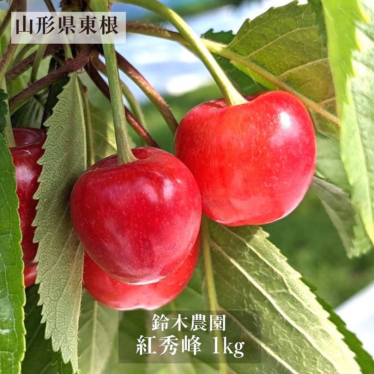 さくらんぼ 【鈴木農園】 紅秀峰 1kg サイズL/2L 贈答 山形県東根市 お中元 御中元《6/下旬～7/上旬の出荷》