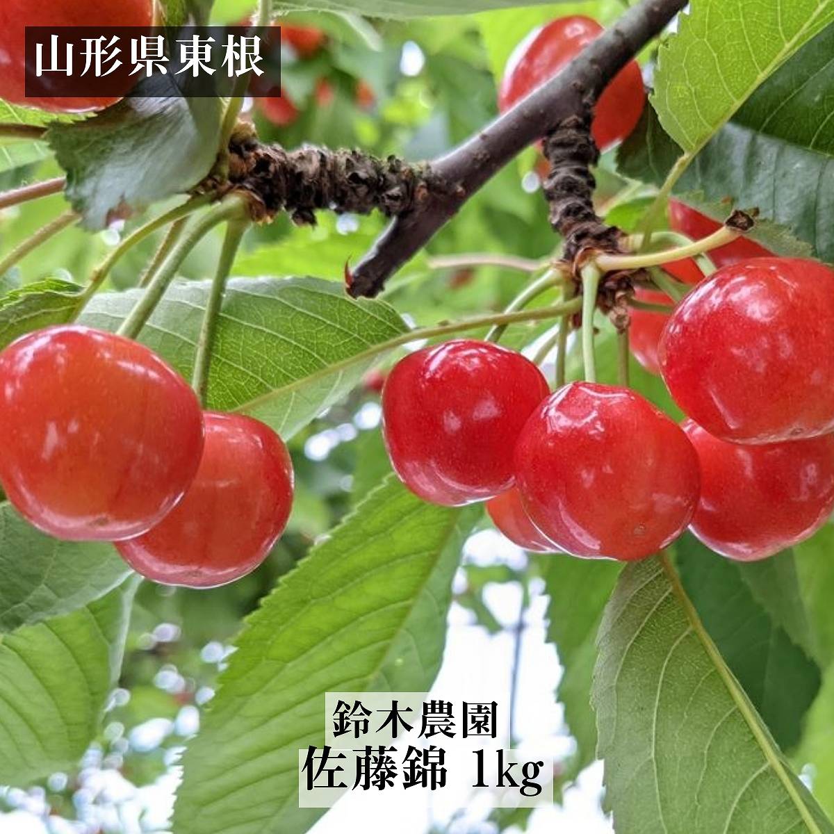 さくらんぼ 【鈴木農園】 佐藤錦 1kg サイズL/2L 贈