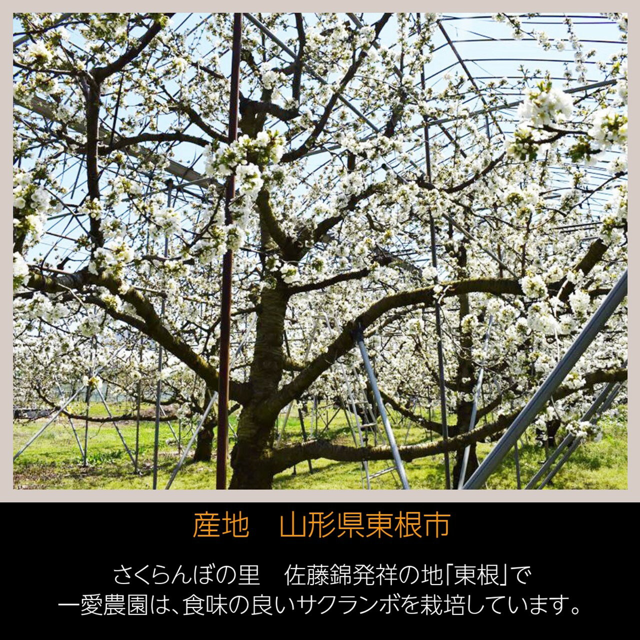 さくらんぼ 【一愛農園】 佐藤錦 700g 秀 M/L 山形県東根市 《6/中旬～6/下旬の出荷》